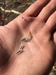 Hulsea brevifolia