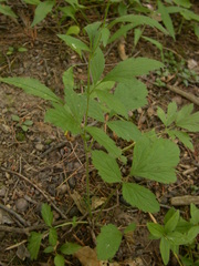 Geum virginianum