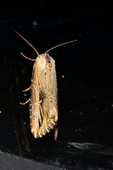 Crambodes