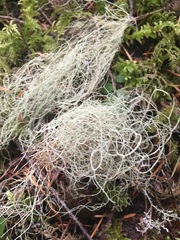 Usnea subgracilis