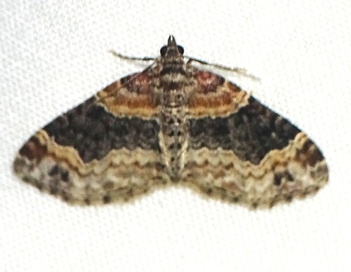 Dark-barred Twin-spot Carpet photo 6