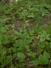 Geum virginianum