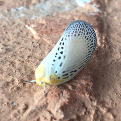 Poekilloptera phalaenoides