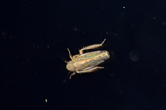 Deltocephalini