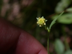 Geum virginianum