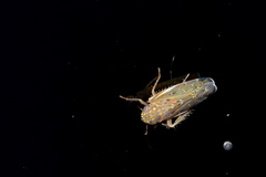 Deltocephalini