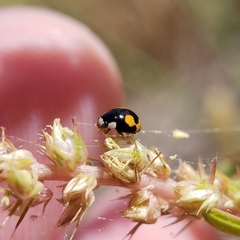 Hyperaspis connectens