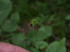 Geum virginianum