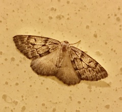 Nepytia
