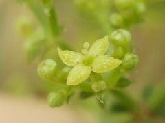 Galium latoramosum