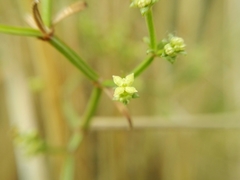 Galium latoramosum