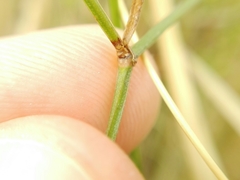 Galium latoramosum