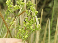 Galium latoramosum