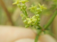 Galium latoramosum