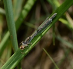 Ischnura hastata