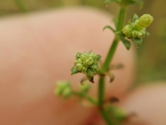 Galium latoramosum