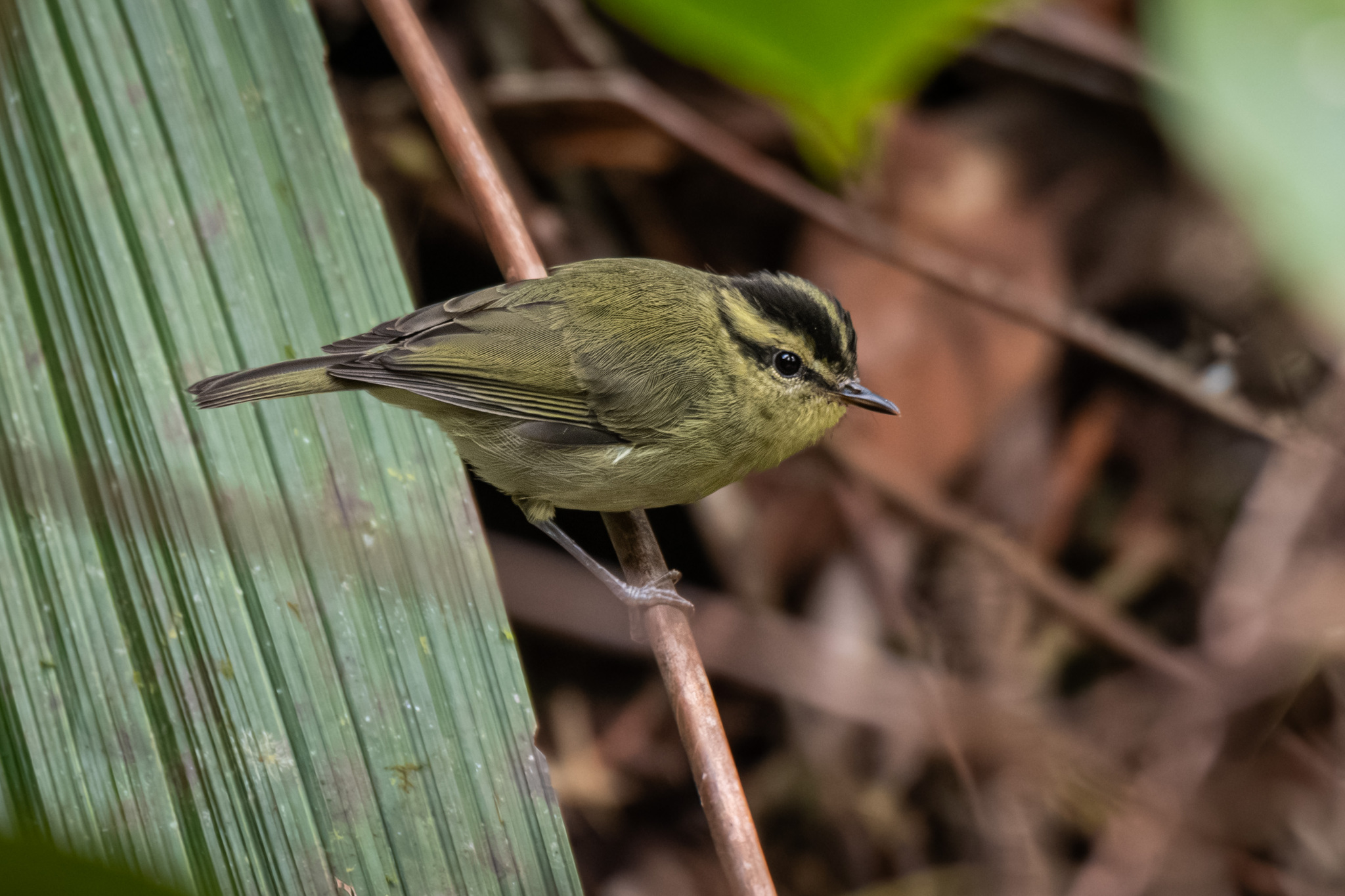 Mountain Leaf Warbler