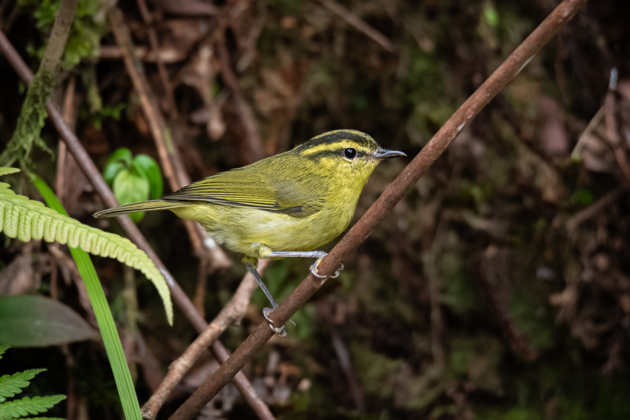 Mountain Leaf Warbler