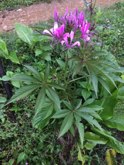 Cleome magnifica
