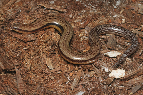 Central Deserts Robust Slider, Lerista desertorum