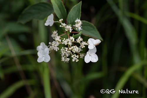 Hydrangea paniculata