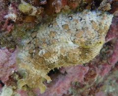 Dolabrifera brazieri