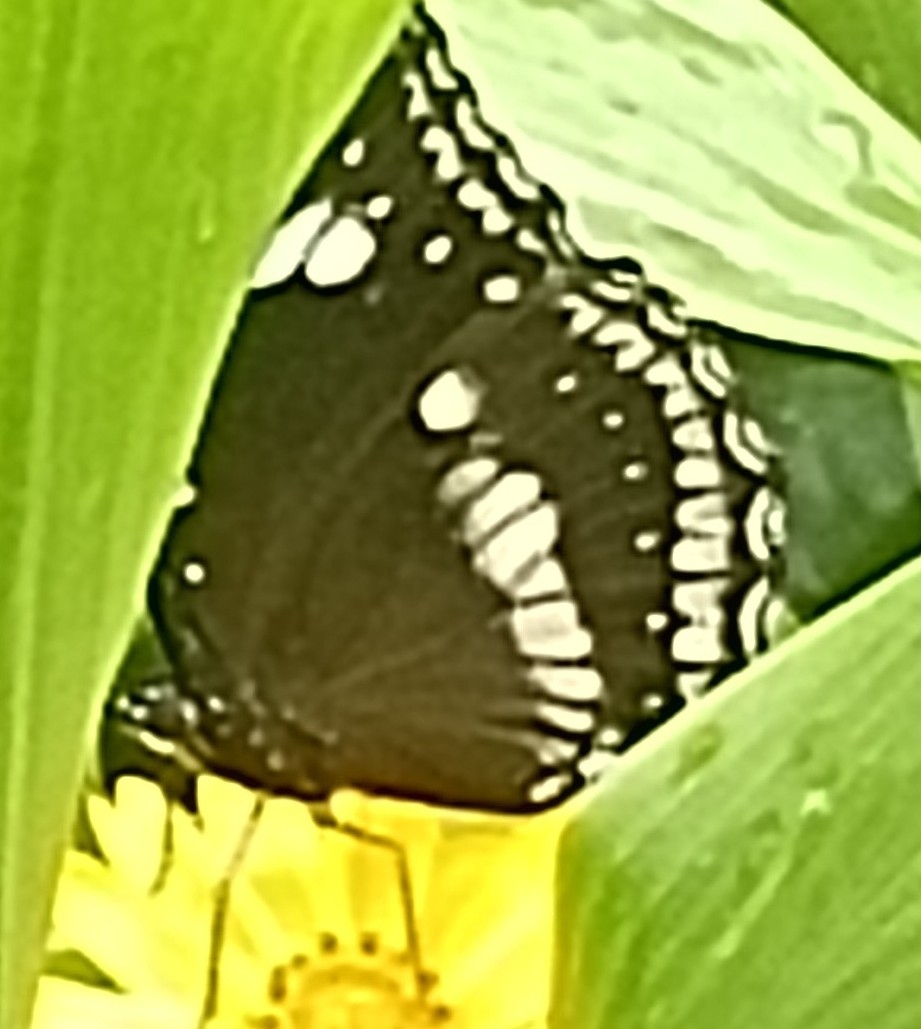 Great Eggfly