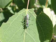 Rhogogaster viridis