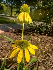 Echinacea paradoxa