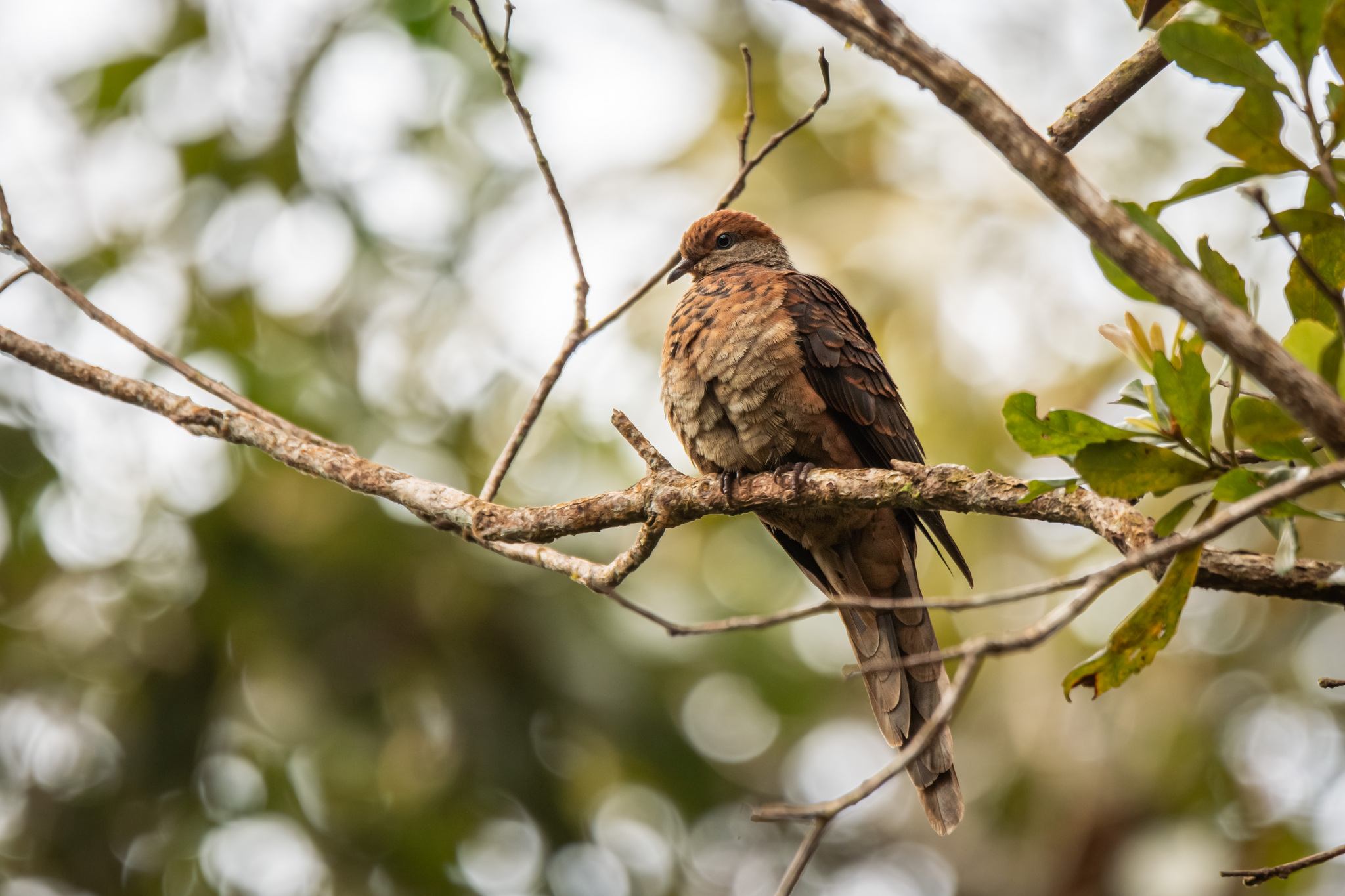 Little Cuckoo-Dove
