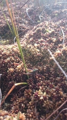 Metrioptera brachyptera