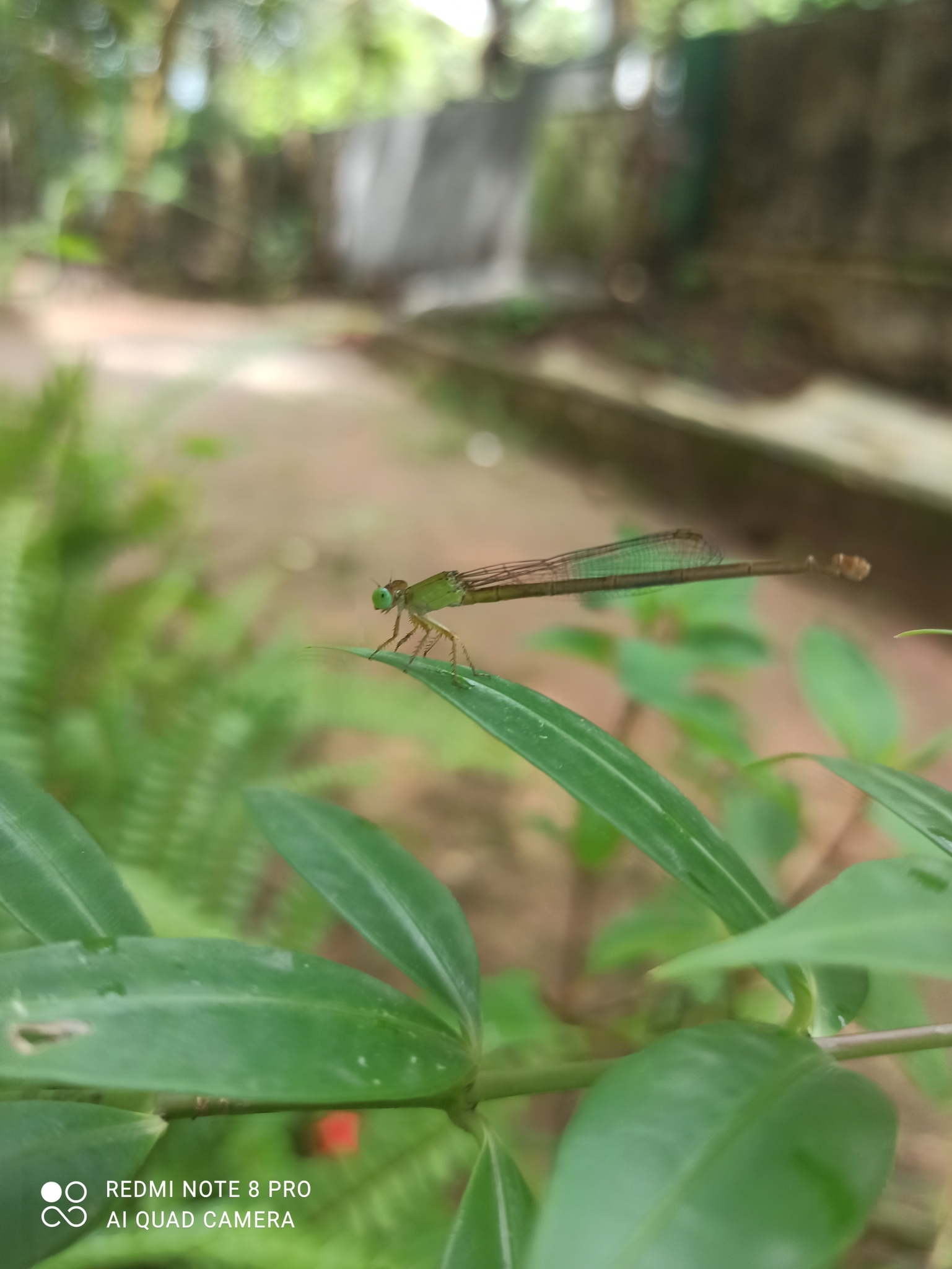 Coromandel Marsh Dart