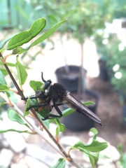 Promachus painteri