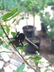 Promachus painteri