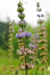 Lupinus albicaulis