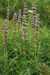 Lupinus albicaulis