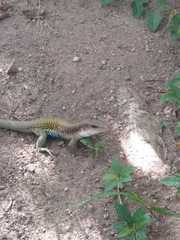 Aspidoscelis motaguae