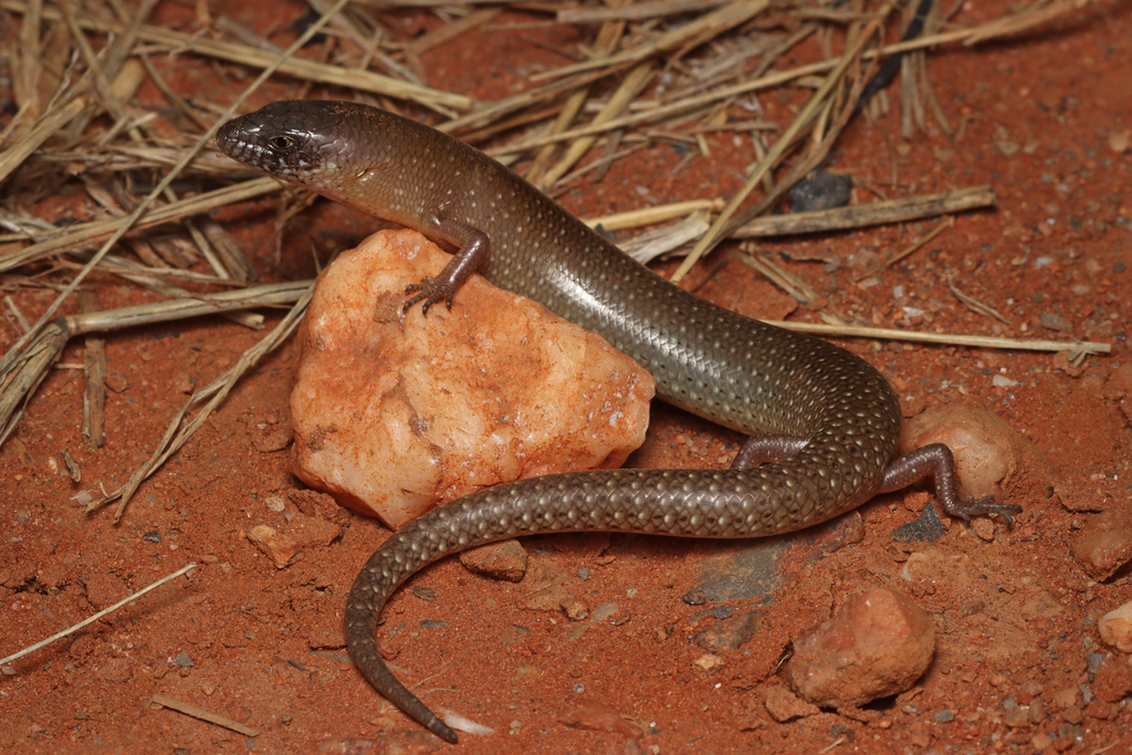 Samphire Slender Bluetongue