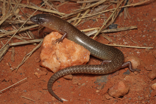 Samphire Slender Bluetongue