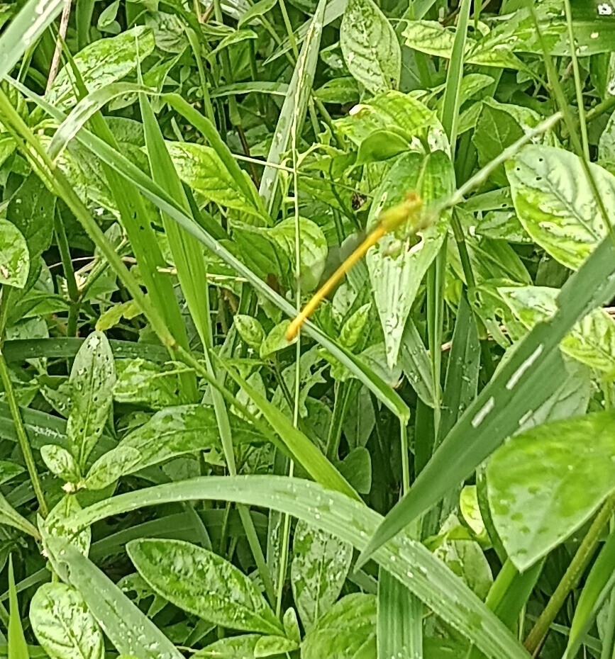 Coromandel Marsh Dart
