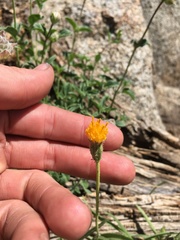 Raillardella scaposa