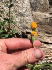 Raillardella scaposa