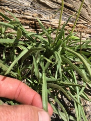 Raillardella scaposa