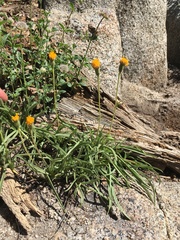 Raillardella scaposa