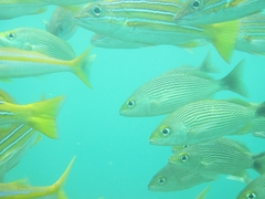 Haemulon maculicauda