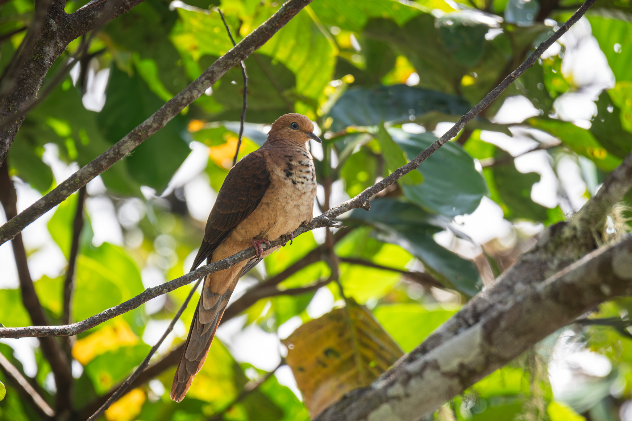 Little Cuckoo-Dove