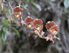 Cyrtochilum serratum