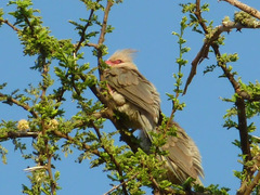 Urocolius macrourus