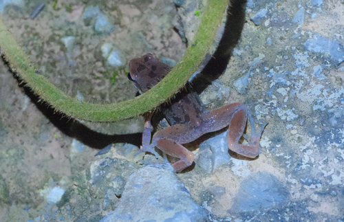 Micryletta inornata observed 2025-07-18