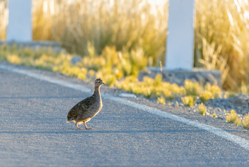 Ornate Tinamou